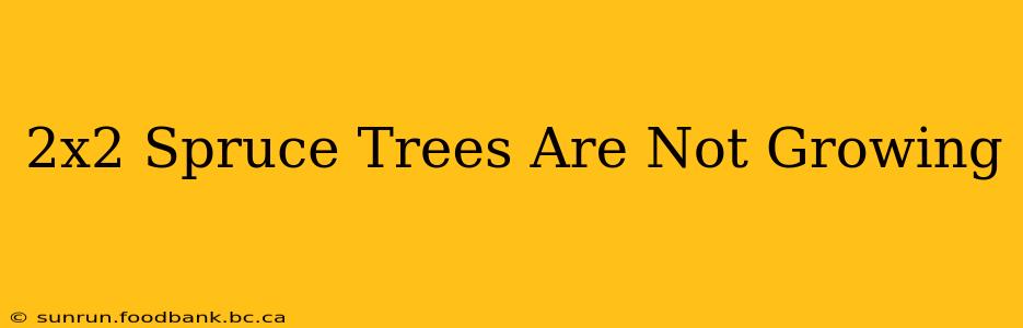 2x2 Spruce Trees Are Not Growing