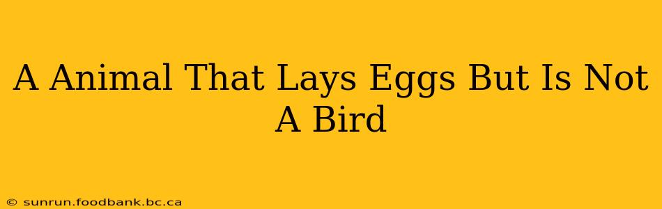 A Animal That Lays Eggs But Is Not A Bird