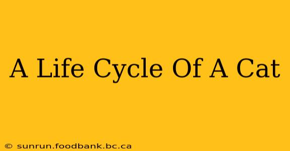 A Life Cycle Of A Cat