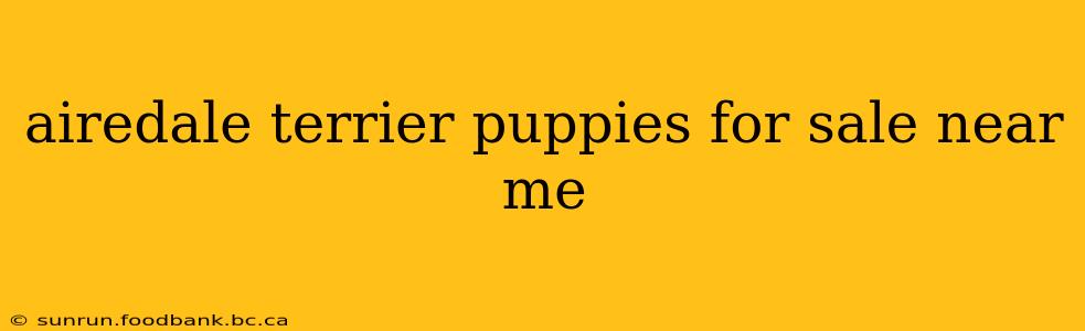 airedale terrier puppies for sale near me