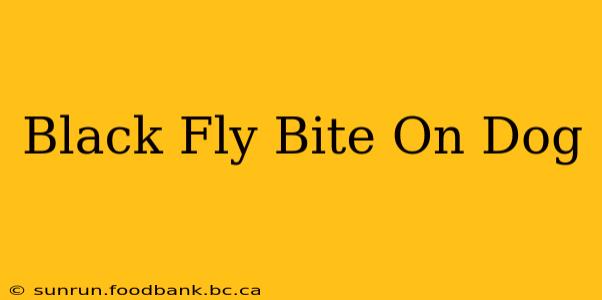 Black Fly Bite On Dog