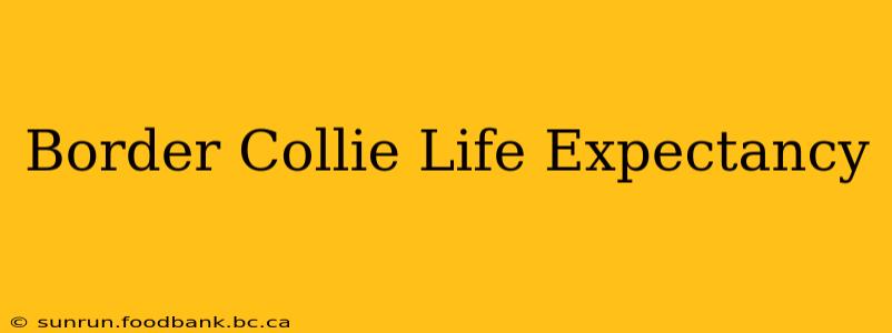 Border Collie Life Expectancy