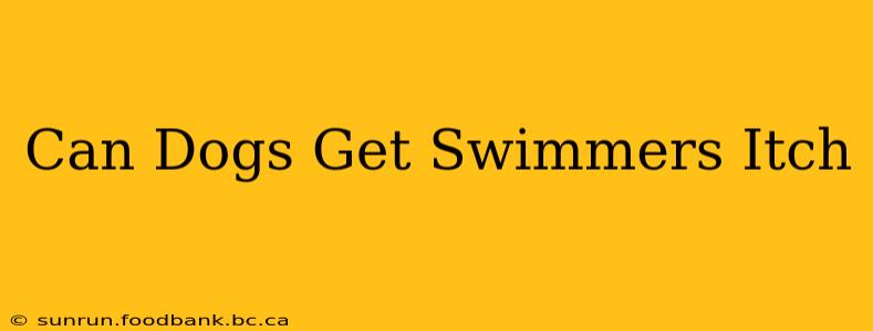 Can Dogs Get Swimmers Itch