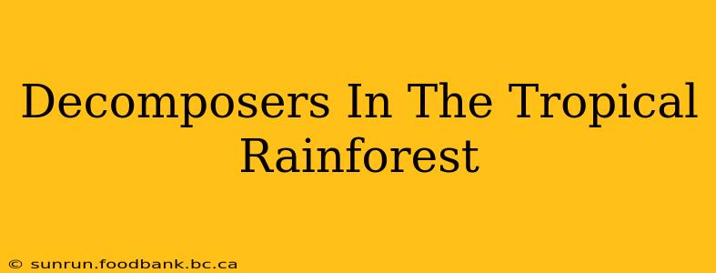 Decomposers In The Tropical Rainforest