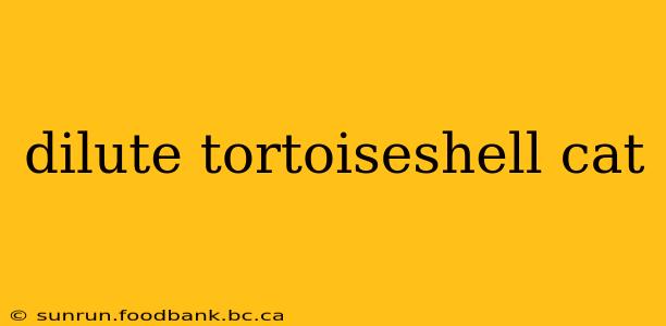 dilute tortoiseshell cat