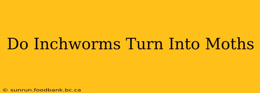 Do Inchworms Turn Into Moths