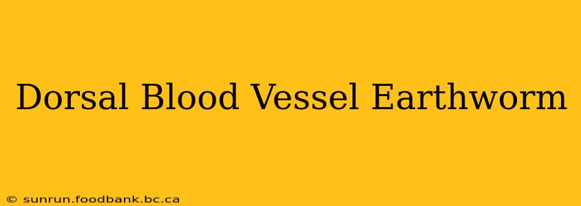 Dorsal Blood Vessel Earthworm