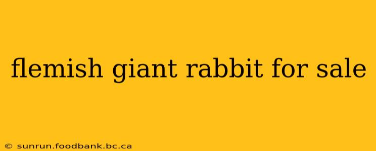 flemish giant rabbit for sale