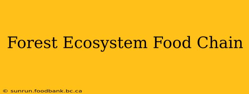 Forest Ecosystem Food Chain