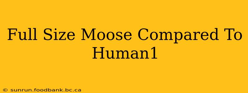 Full Size Moose Compared To Human1