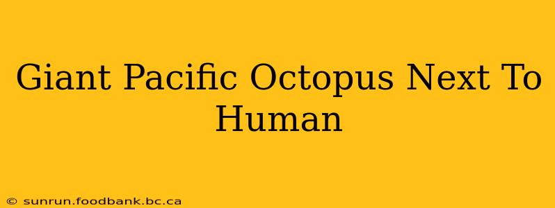 Giant Pacific Octopus Next To Human