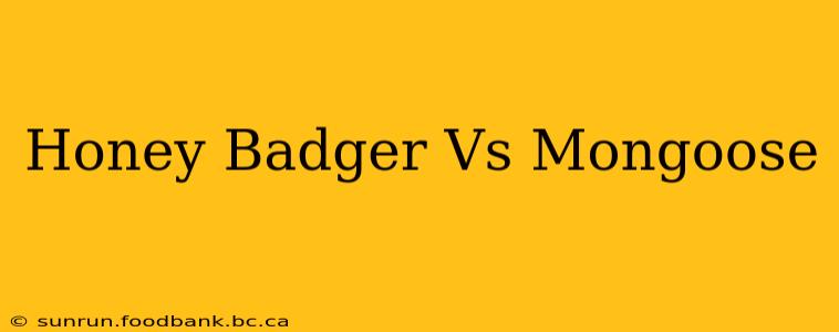 Honey Badger Vs Mongoose