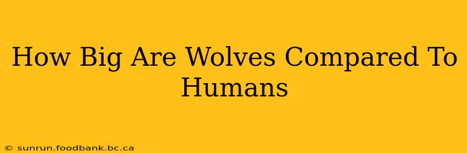 How Big Are Wolves Compared To Humans