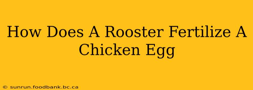 How Does A Rooster Fertilize A Chicken Egg
