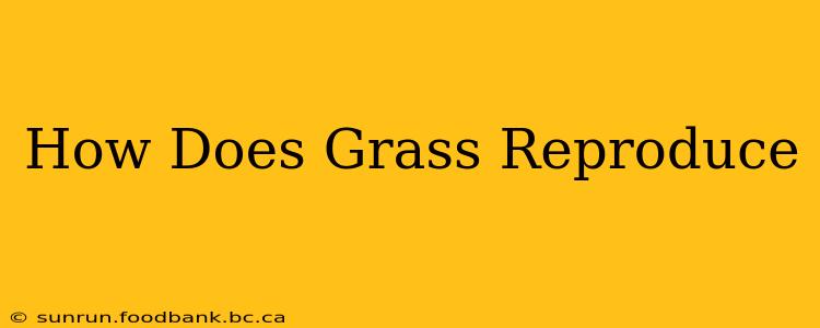 How Does Grass Reproduce