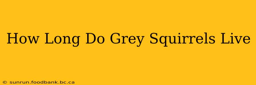 How Long Do Grey Squirrels Live