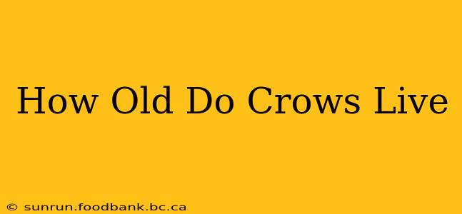 How Old Do Crows Live