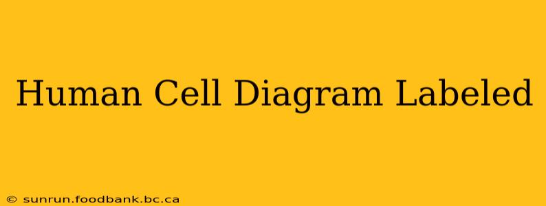 Human Cell Diagram Labeled