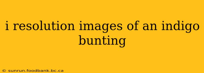 i resolution images of an indigo bunting