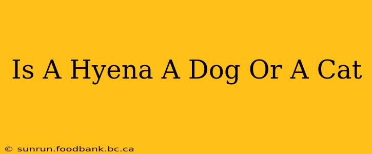 Is A Hyena A Dog Or A Cat