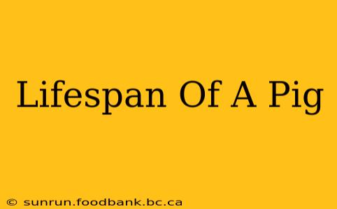 Lifespan Of A Pig