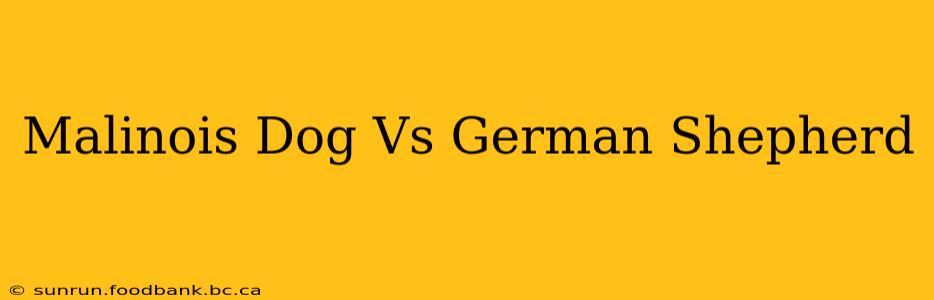 Malinois Dog Vs German Shepherd