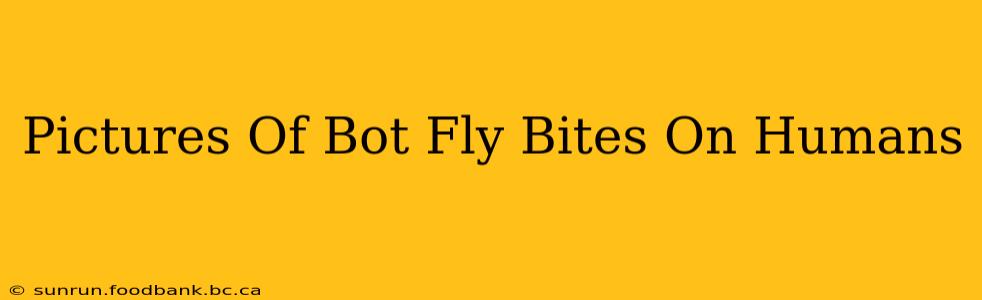 Pictures Of Bot Fly Bites On Humans
