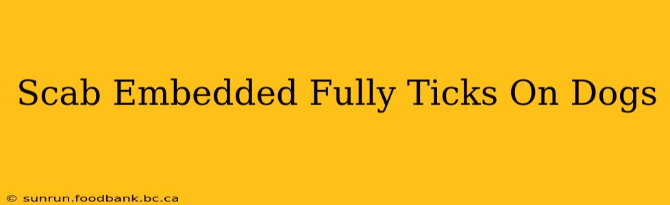 Scab Embedded Fully Ticks On Dogs