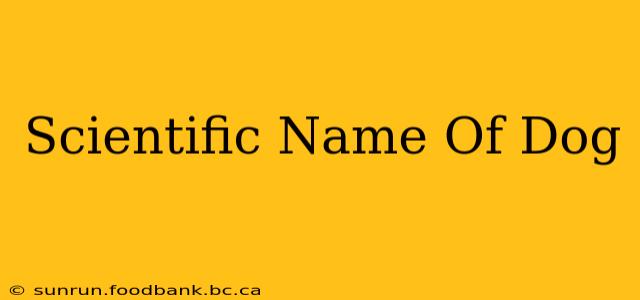 Scientific Name Of Dog