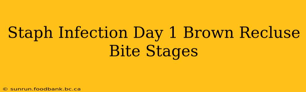 Staph Infection Day 1 Brown Recluse Bite Stages