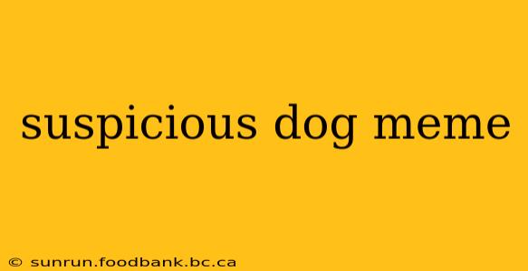 suspicious dog meme