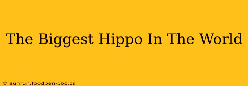 The Biggest Hippo In The World