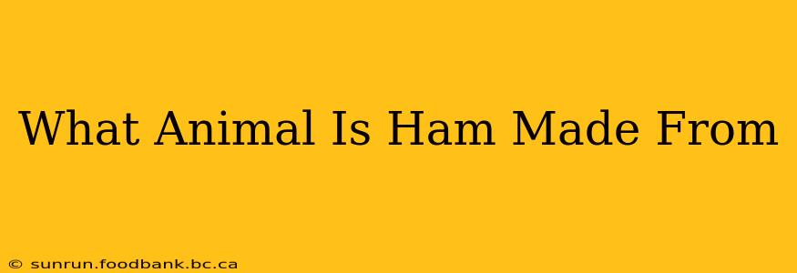 What Animal Is Ham Made From