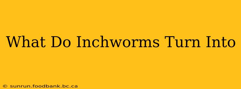 What Do Inchworms Turn Into
