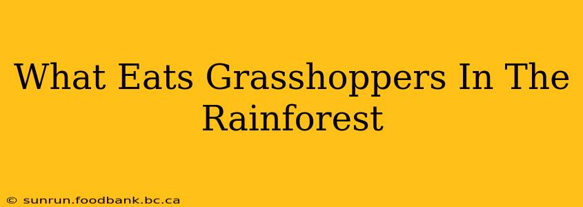 What Eats Grasshoppers In The Rainforest