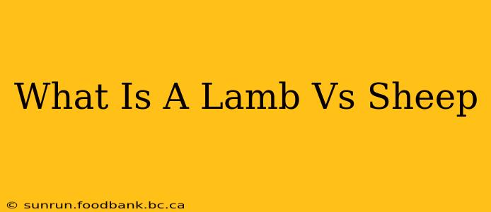 What Is A Lamb Vs Sheep