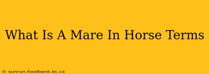 What Is A Mare In Horse Terms