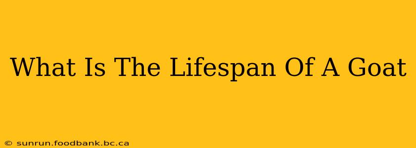 What Is The Lifespan Of A Goat