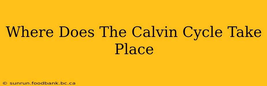 Where Does The Calvin Cycle Take Place