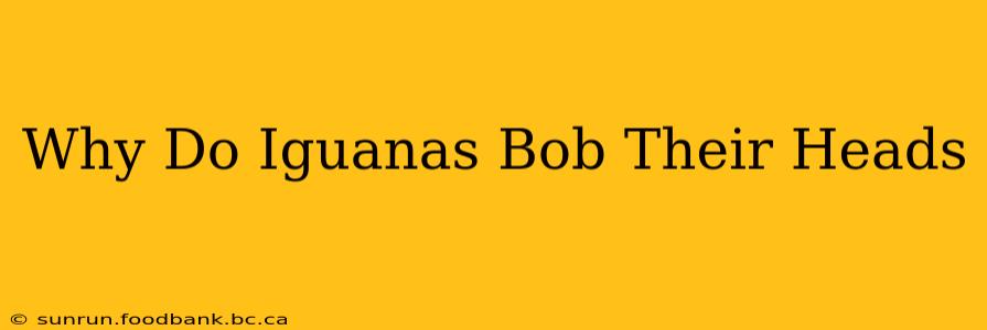 Why Do Iguanas Bob Their Heads