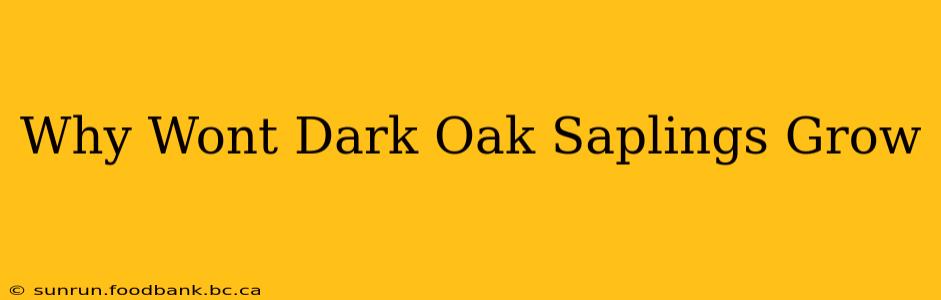 Why Wont Dark Oak Saplings Grow
